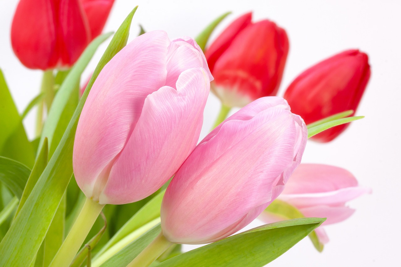 tulips bouquet spring free photo