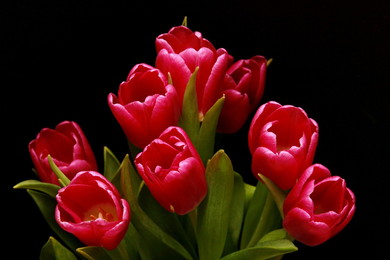 tulips red pink free photo