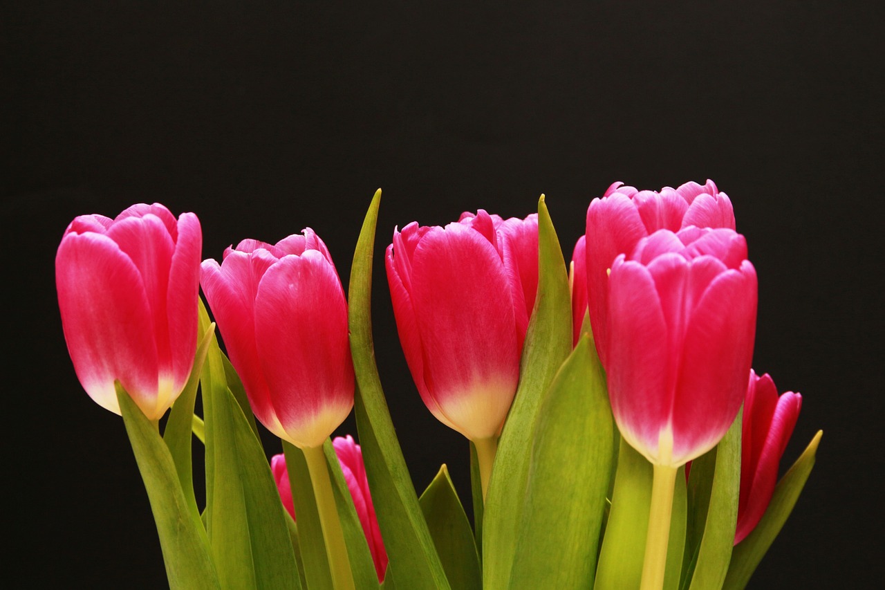 tulips red pink free photo