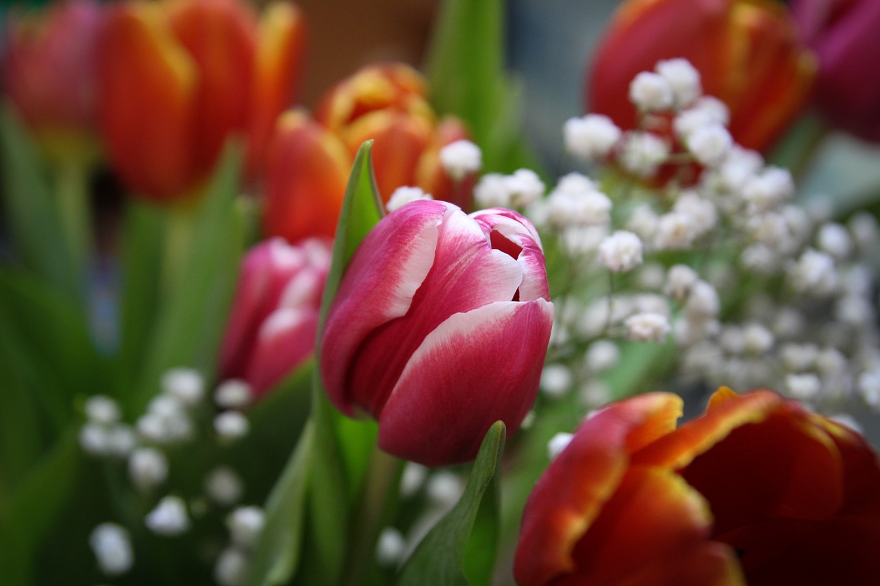 tulips flowers bouquet free photo