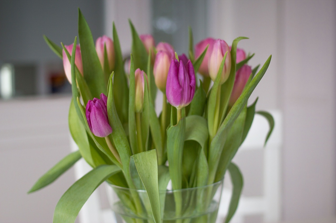 tulips flowers spring free photo