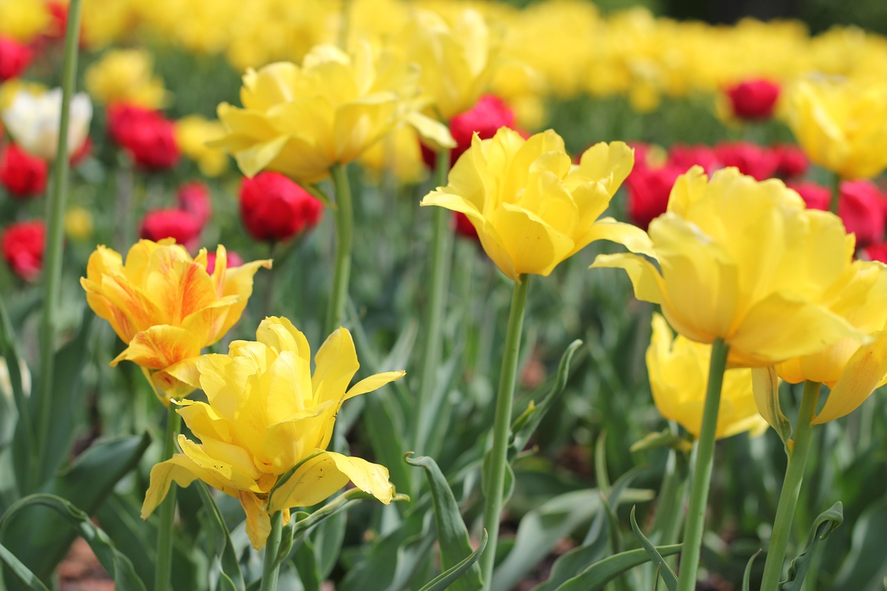 tulips flowers nature free photo