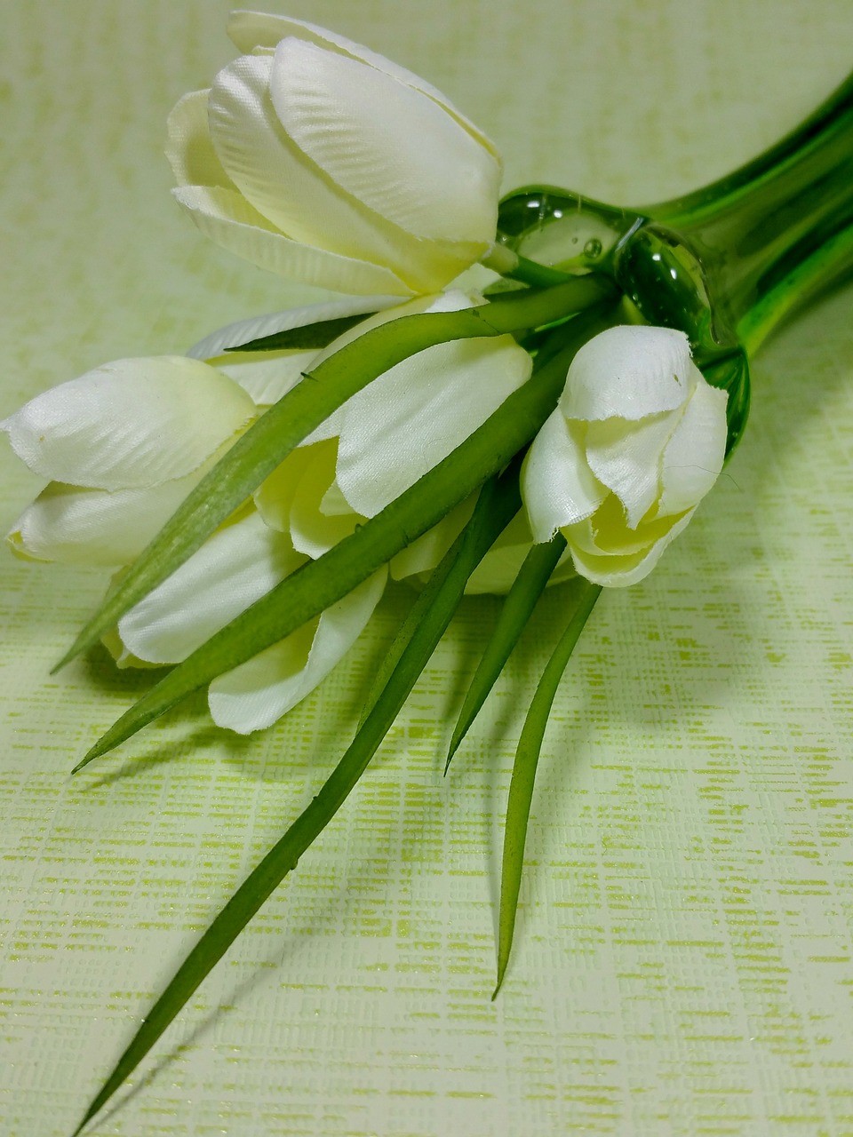 tulips white spring free photo