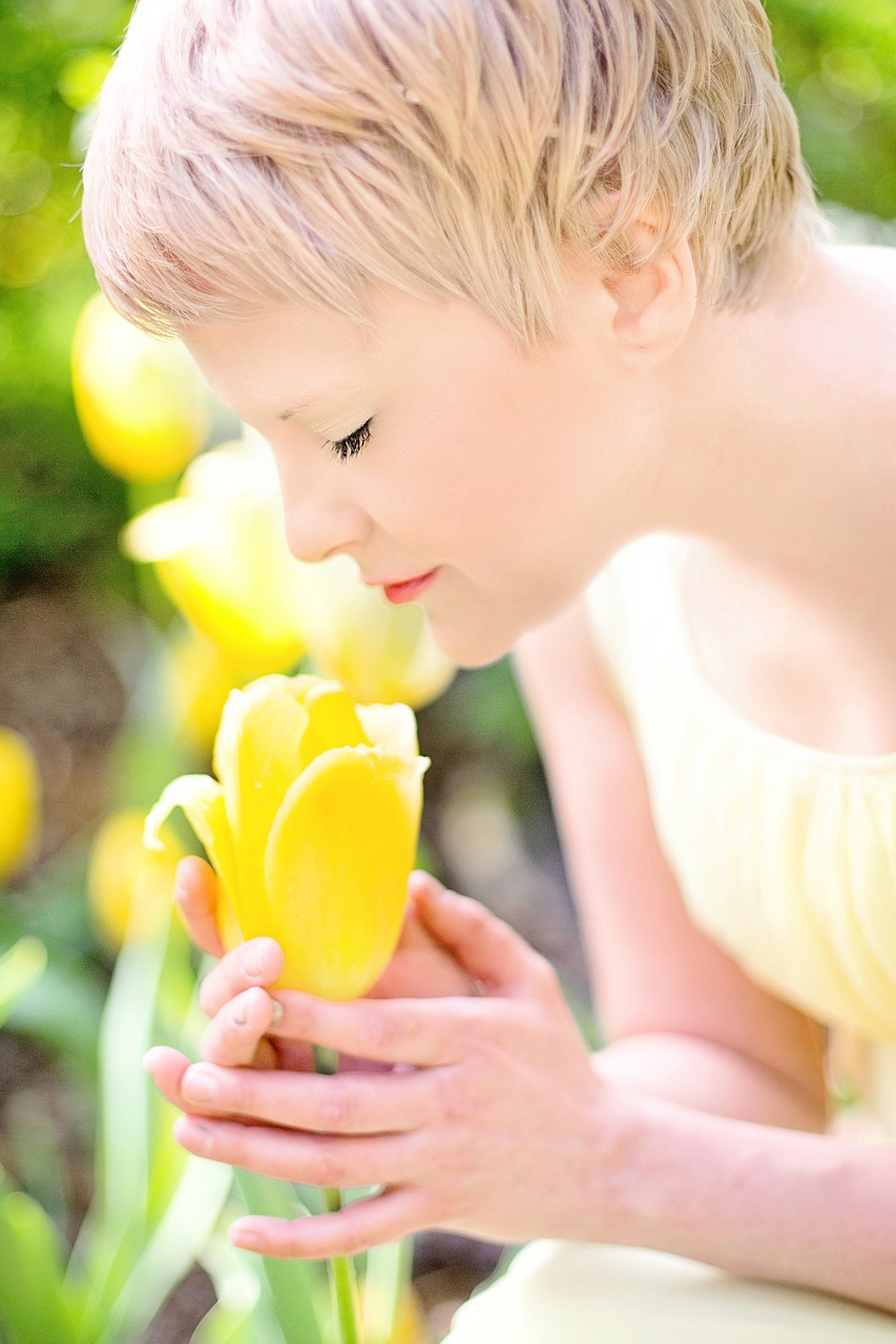 tulips yellow blonde free photo