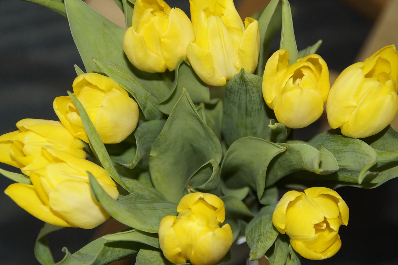tulips tulip bouquet bouquet free photo