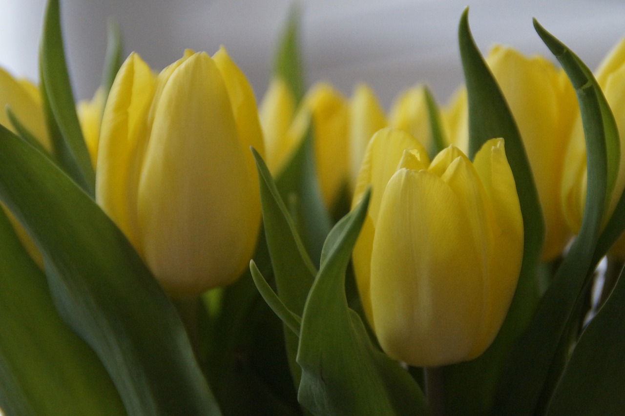 tulips tulip bouquet bouquet free photo