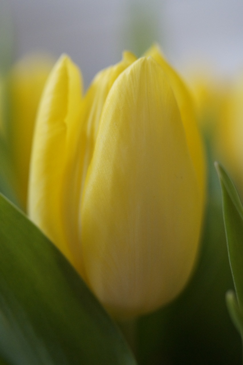 tulips tulip bouquet bouquet free photo