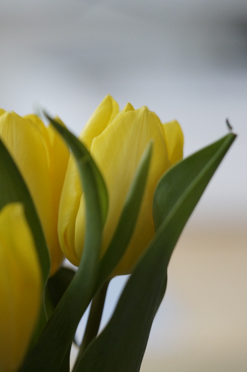 tulips yellow flower free photo