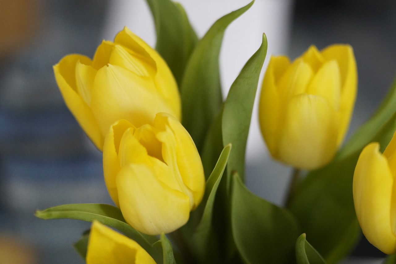 tulips yellow flower free photo