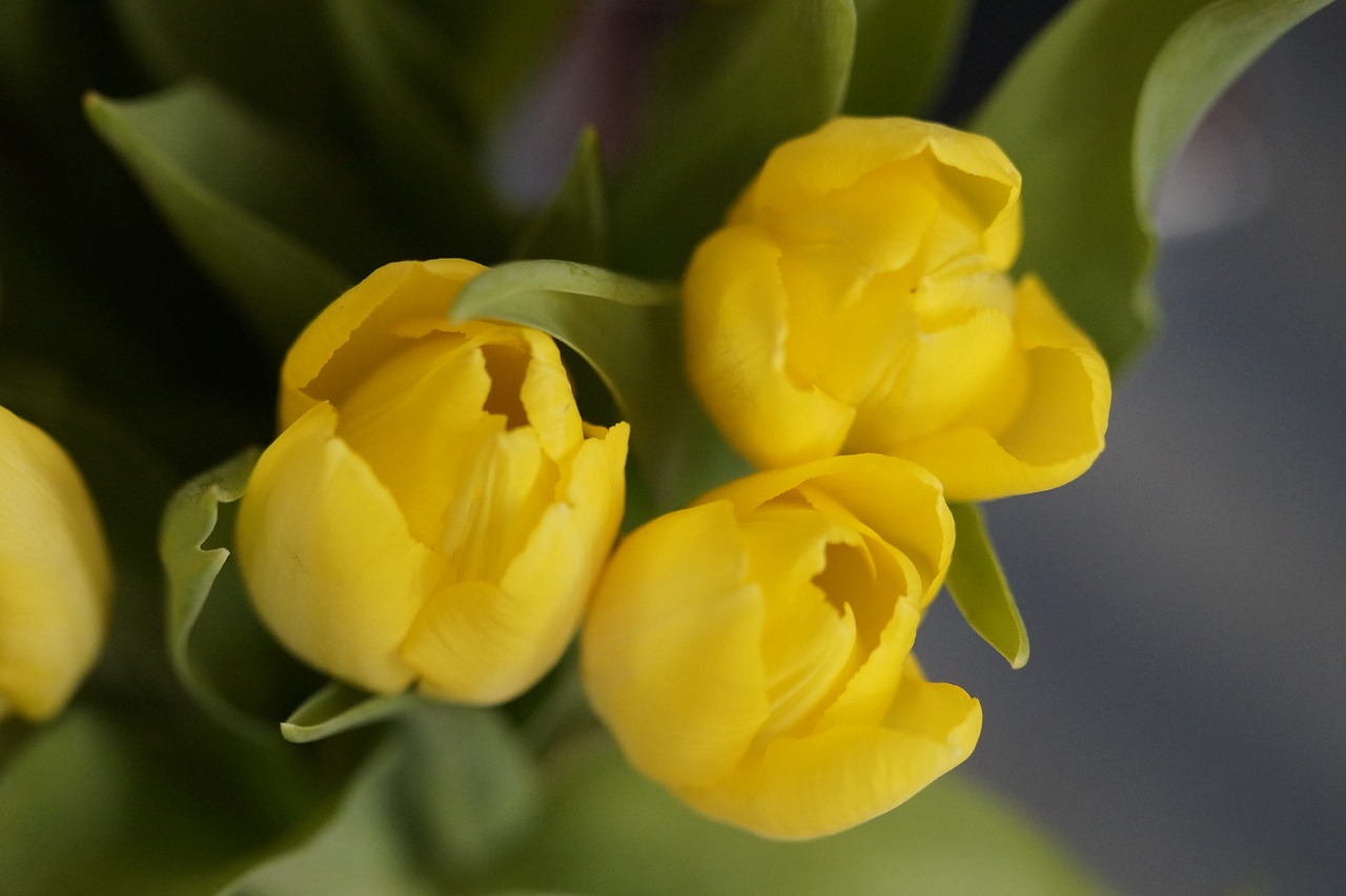 tulips yellow flower free photo