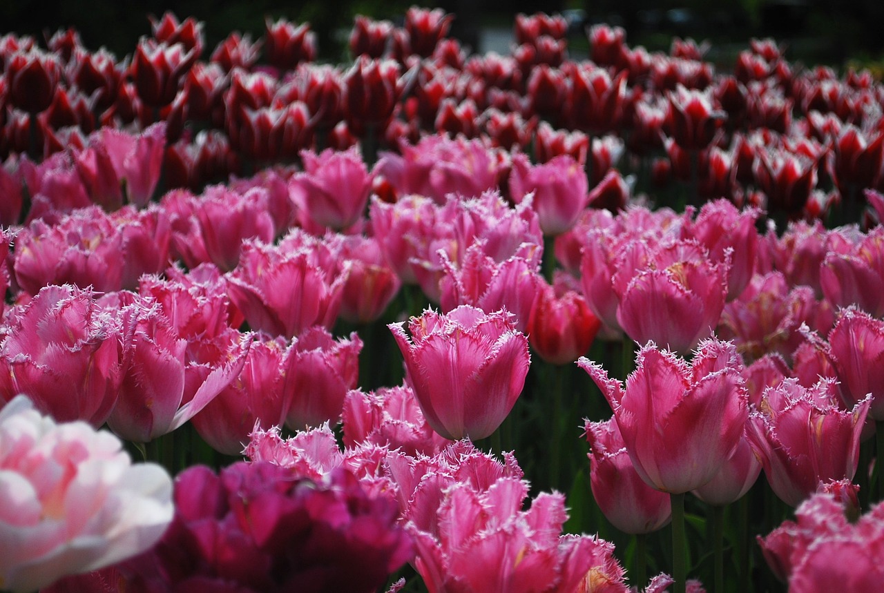 tulips pink flowers free photo