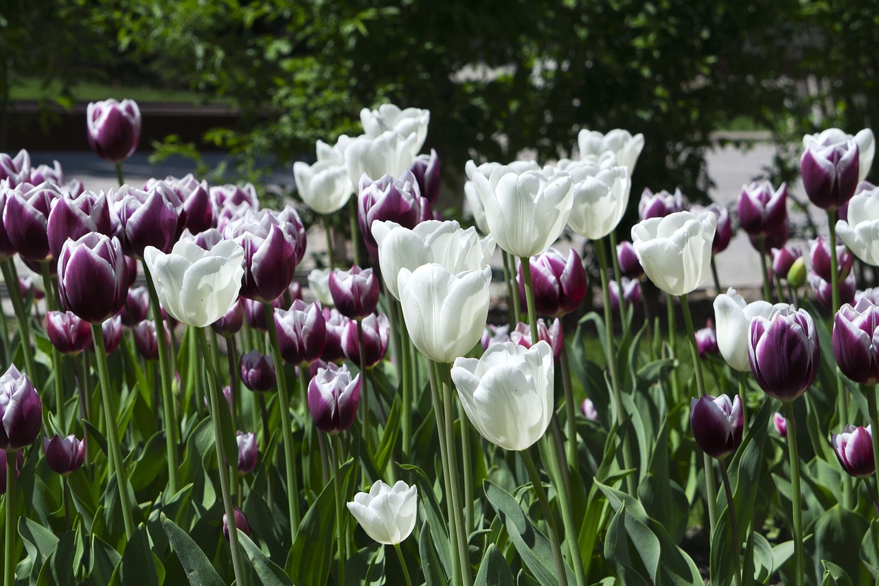 tulips flowers nature free photo