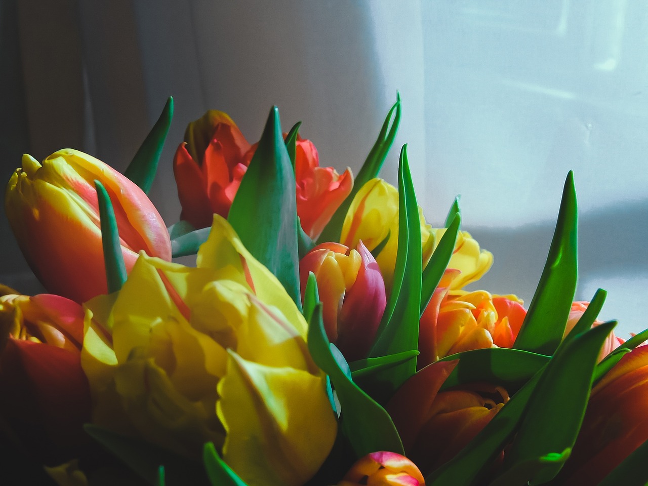 tulips flowers bright free photo