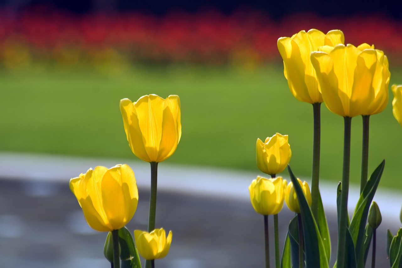 tulips flower discounts spring free photo