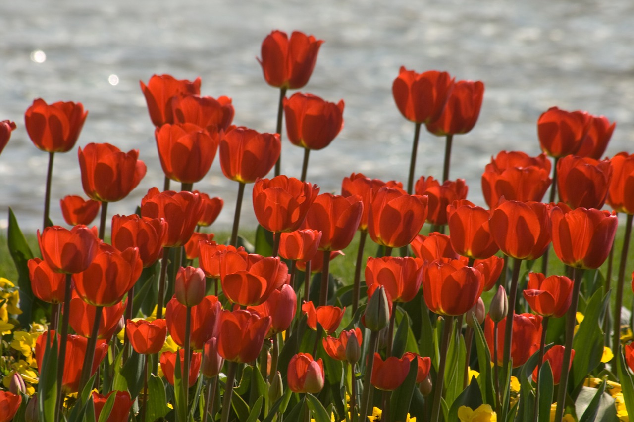 tulips flower discounts spring free photo