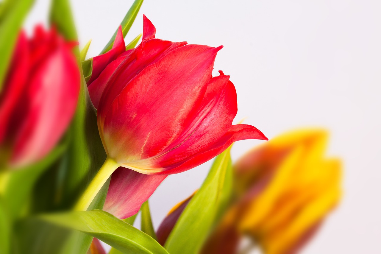 tulips bouquet spring free photo