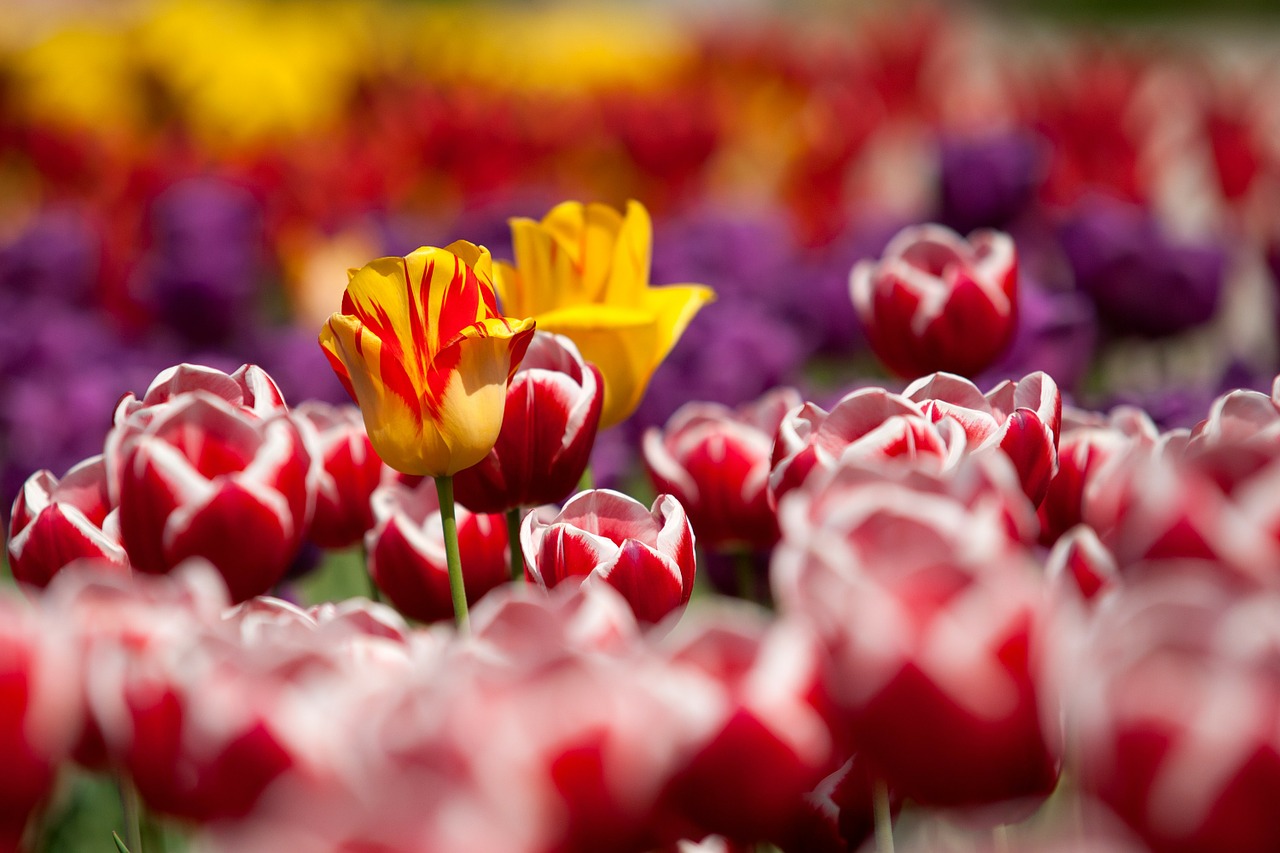 tulips flowers plant free photo