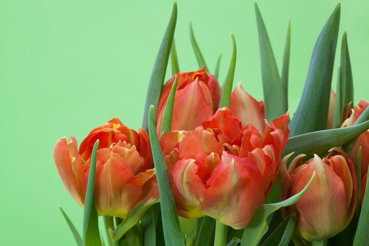 tulips bouquet spring free photo