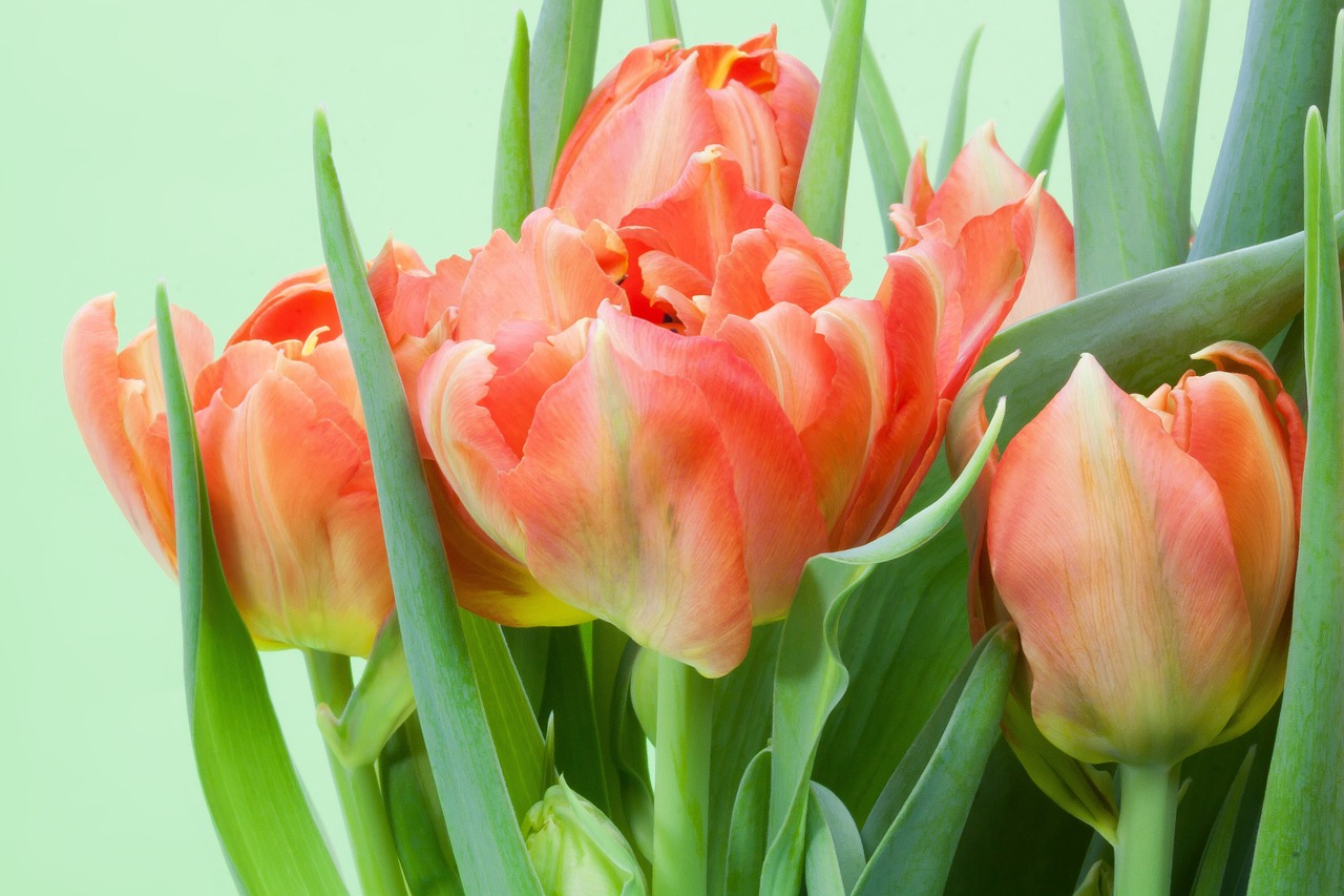 tulips bouquet spring free photo