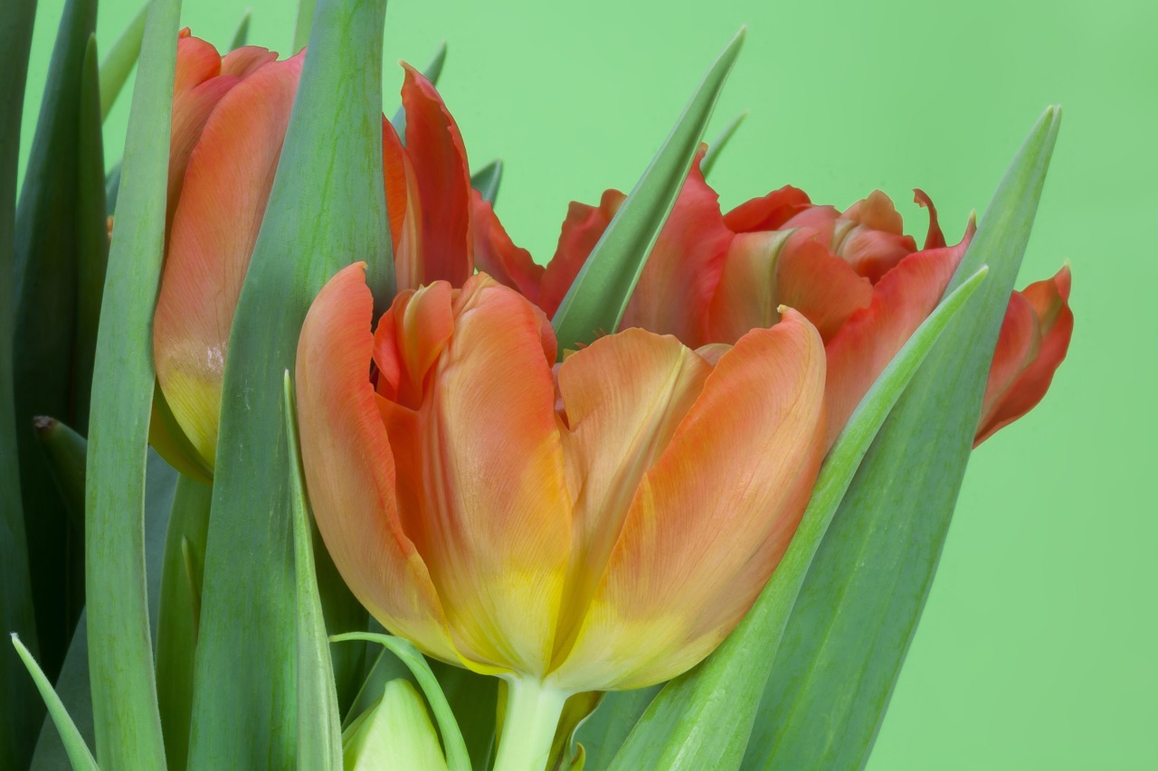 tulips bouquet spring free photo