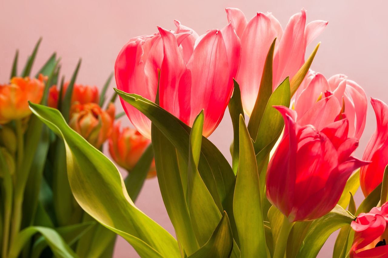 tulips bouquet spring free photo