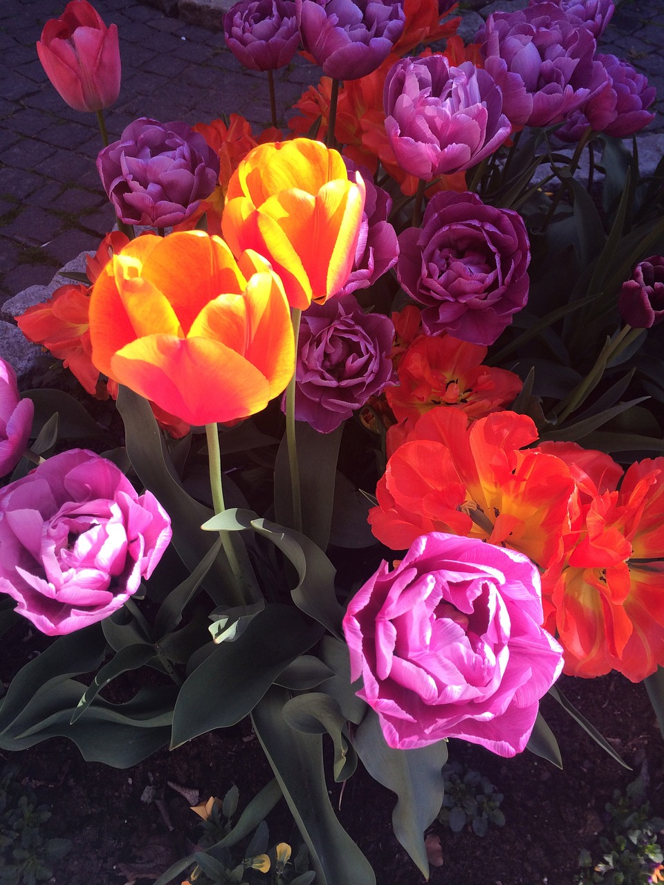 tulips sunlight colorful free photo