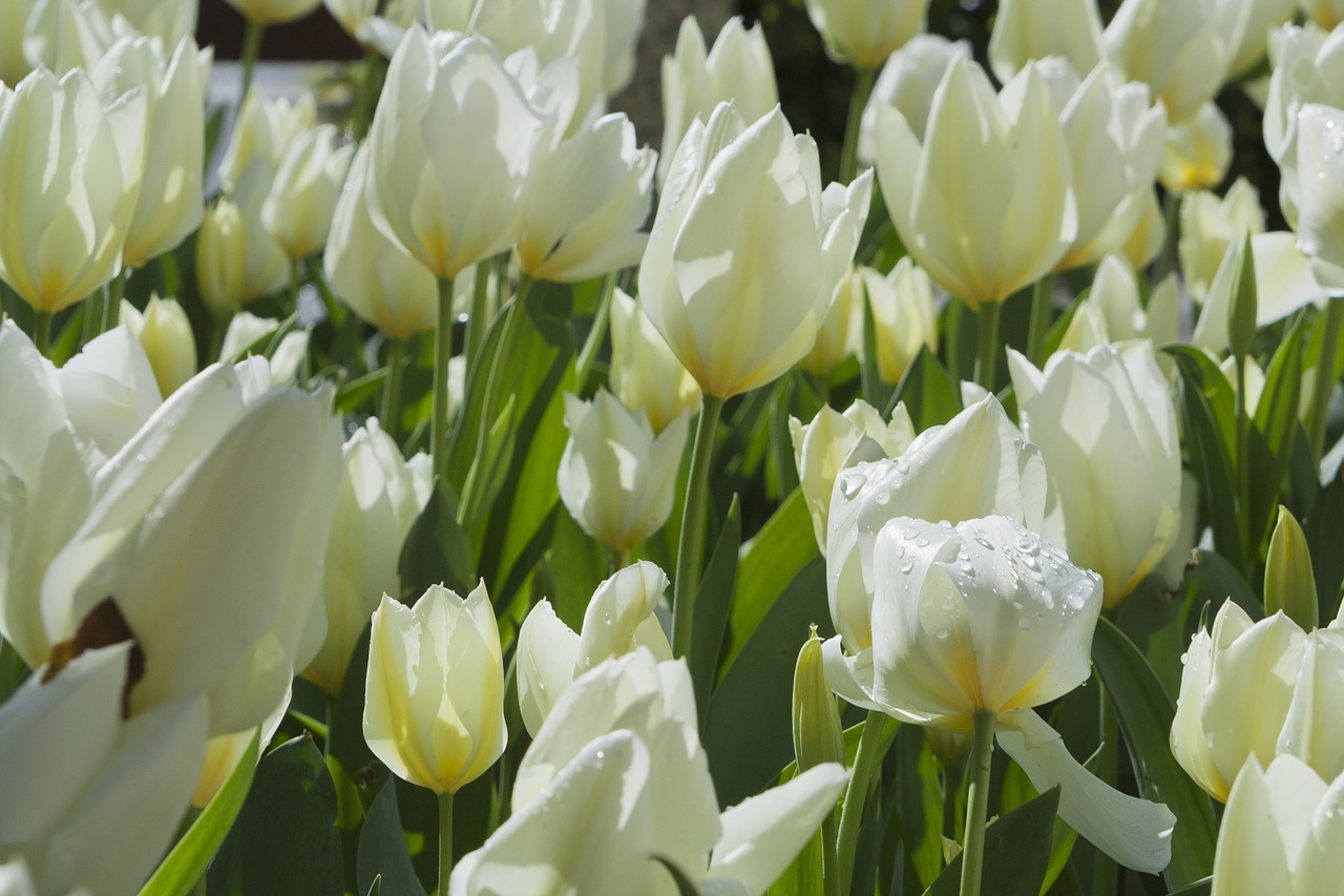 tulips white flora free photo