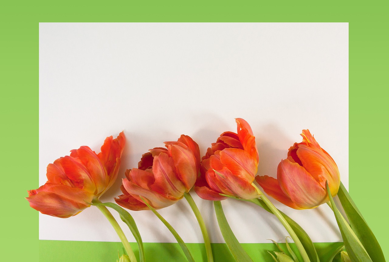 tulips spring text box free photo