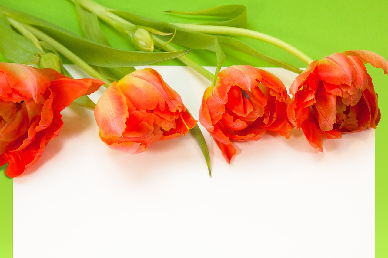 tulips spring text box free photo