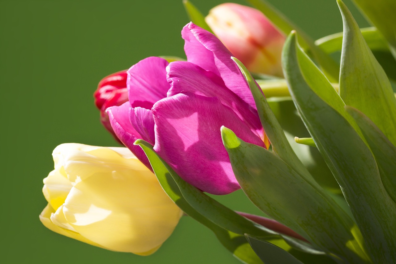 tulips bouquet spring free photo