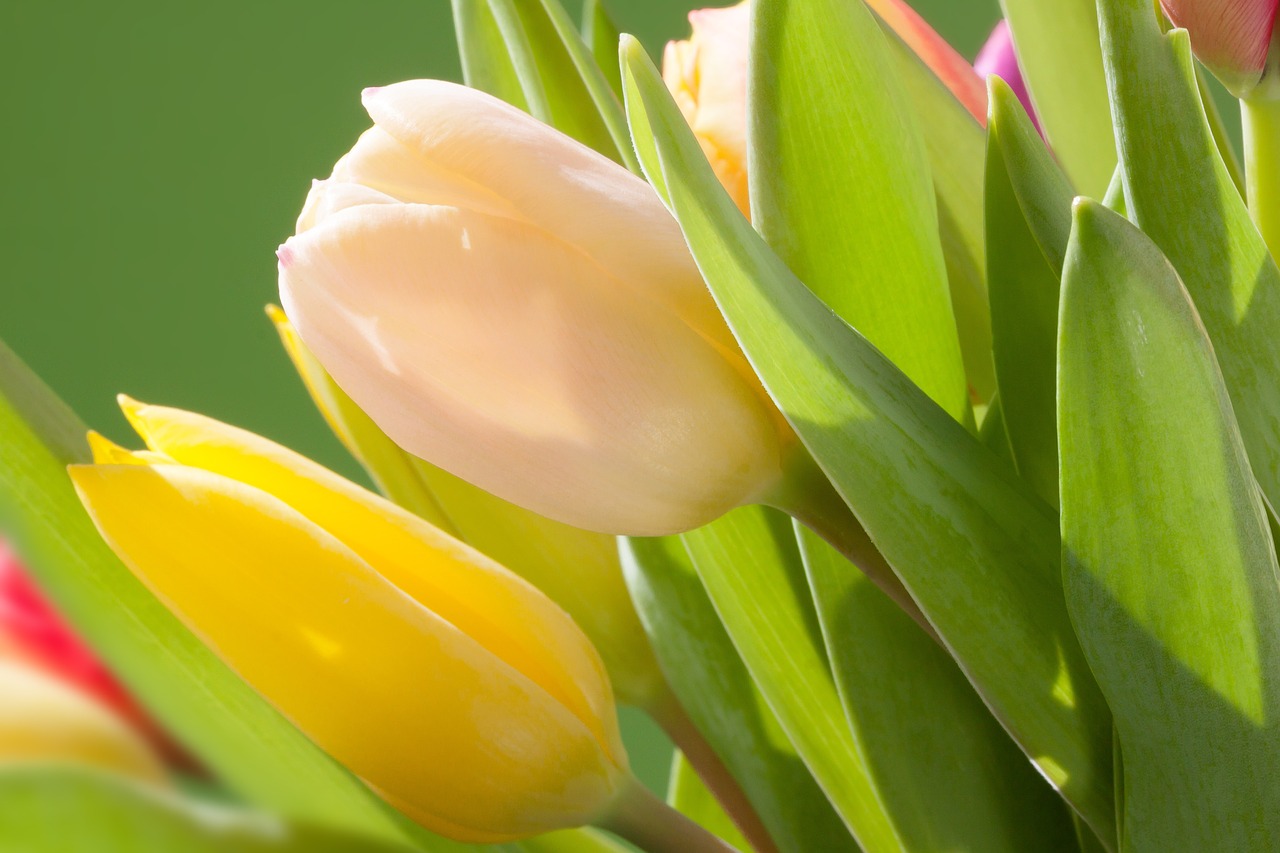 tulips bouquet spring free photo