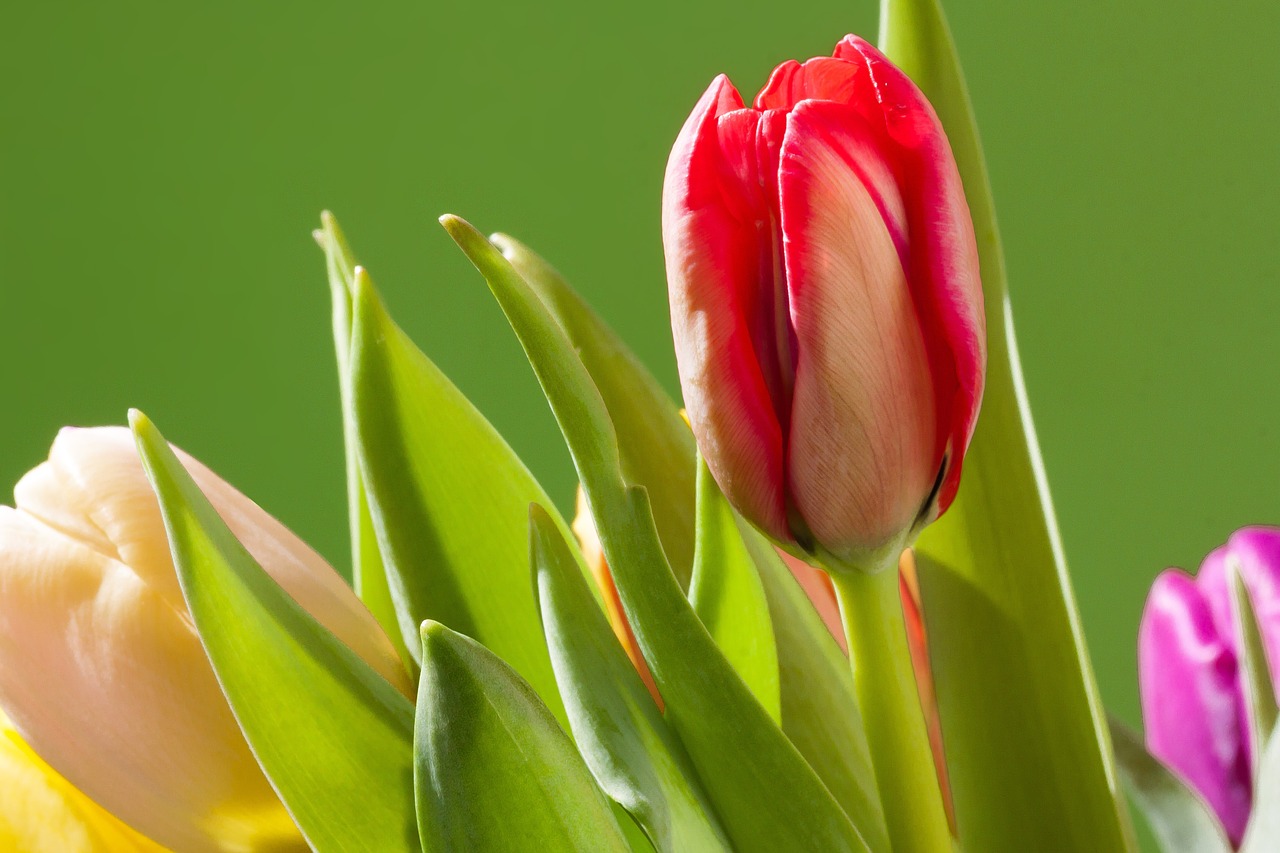 tulips bouquet spring free photo