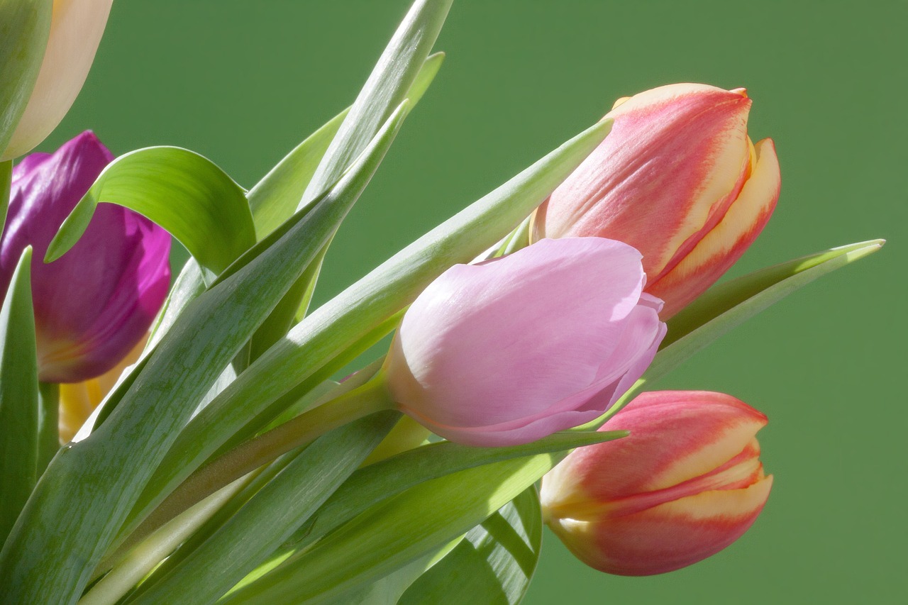 tulips bouquet spring free photo