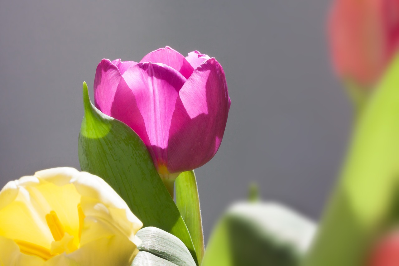 tulips bouquet spring free photo