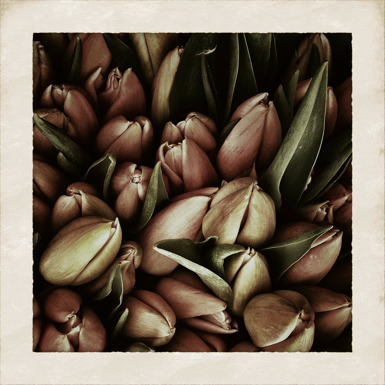 tulips flower tulip free photo