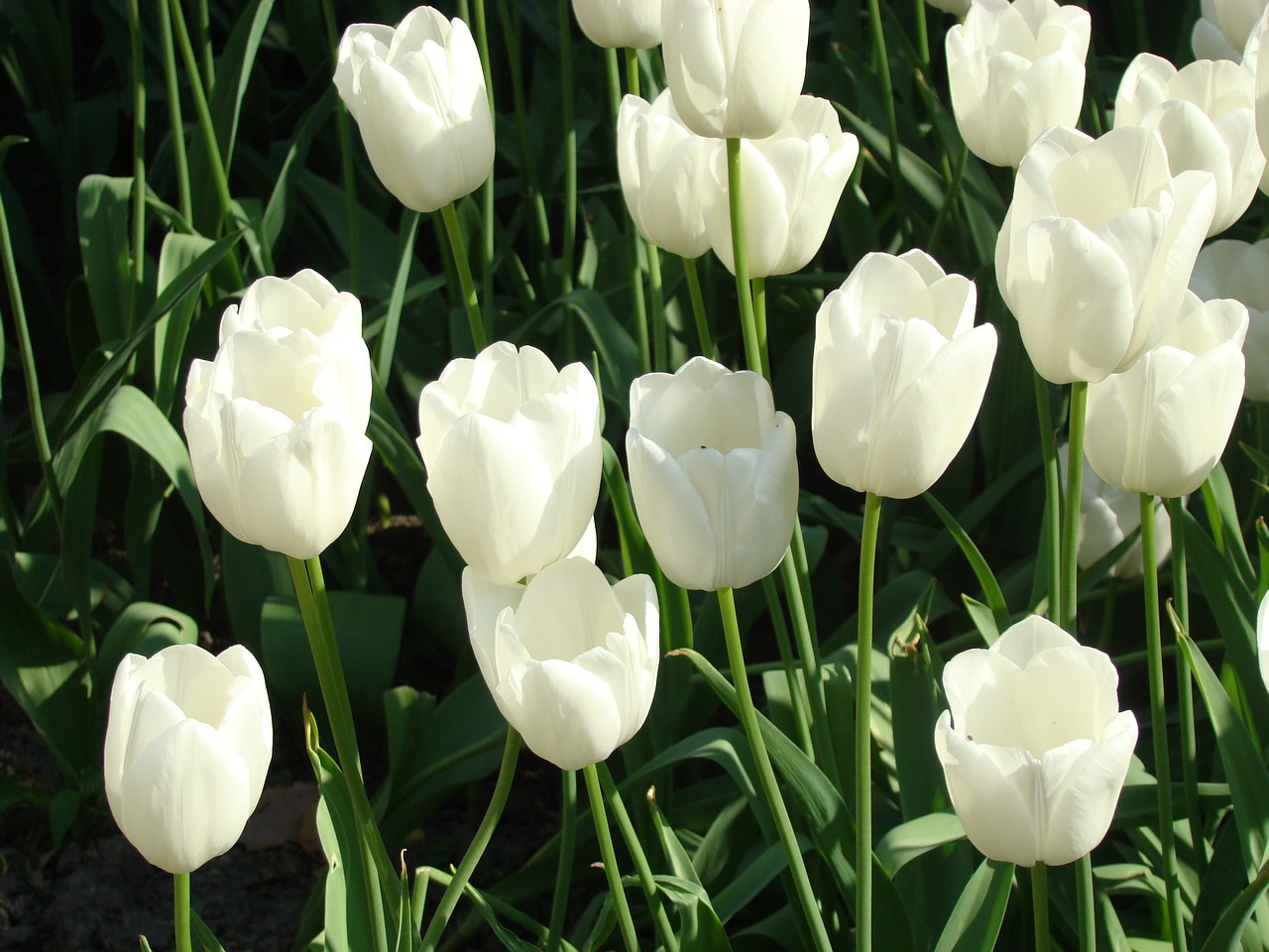 tulips white flowers free photo