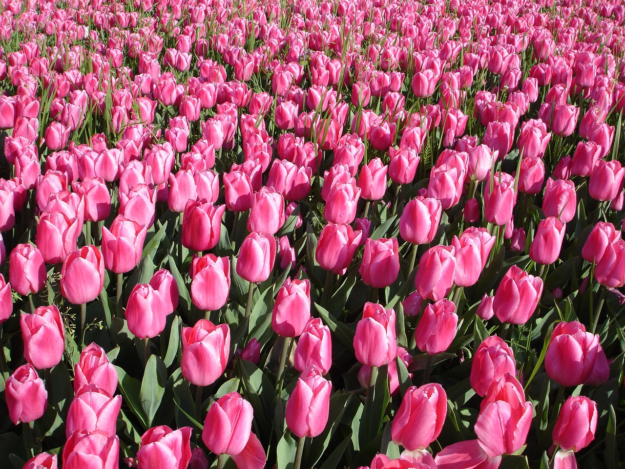 tulips spring flower free photo
