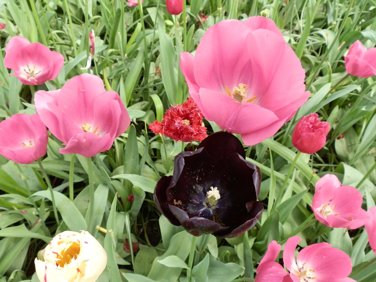 tulips flowers black free photo