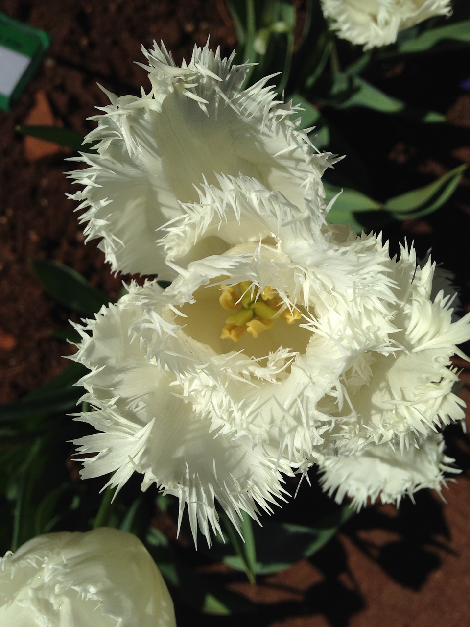 tulips white flower free photo