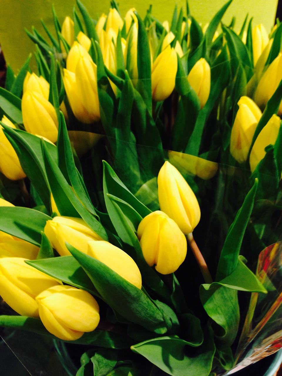tulips flowers yellow free photo