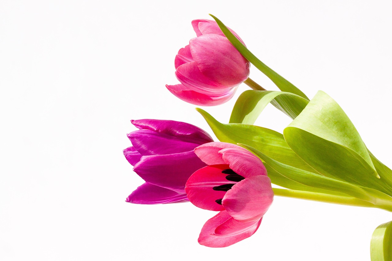 tulips bouquet spring free photo