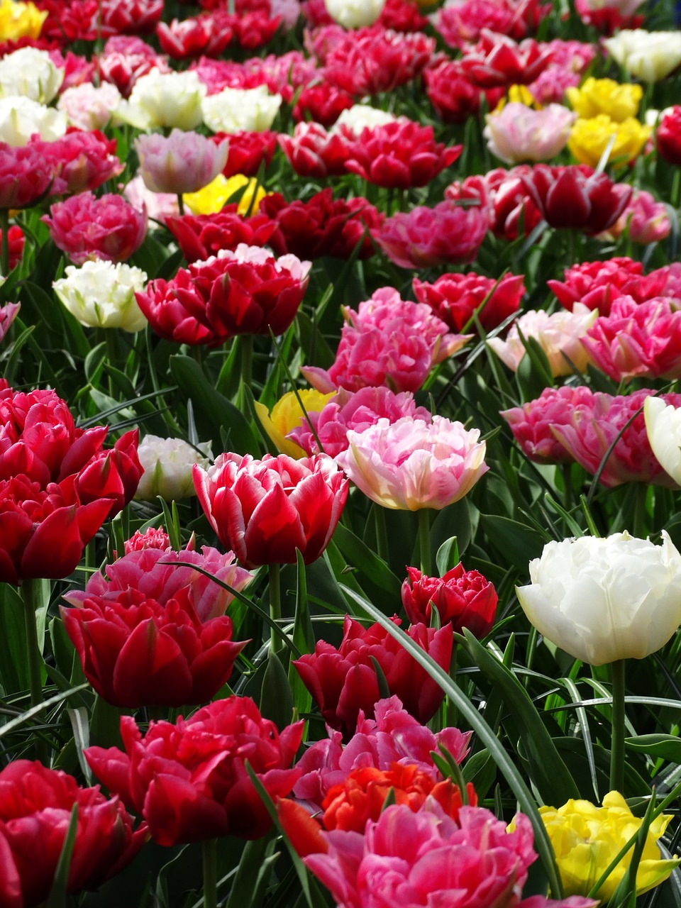 tulips keukenhof spring free photo