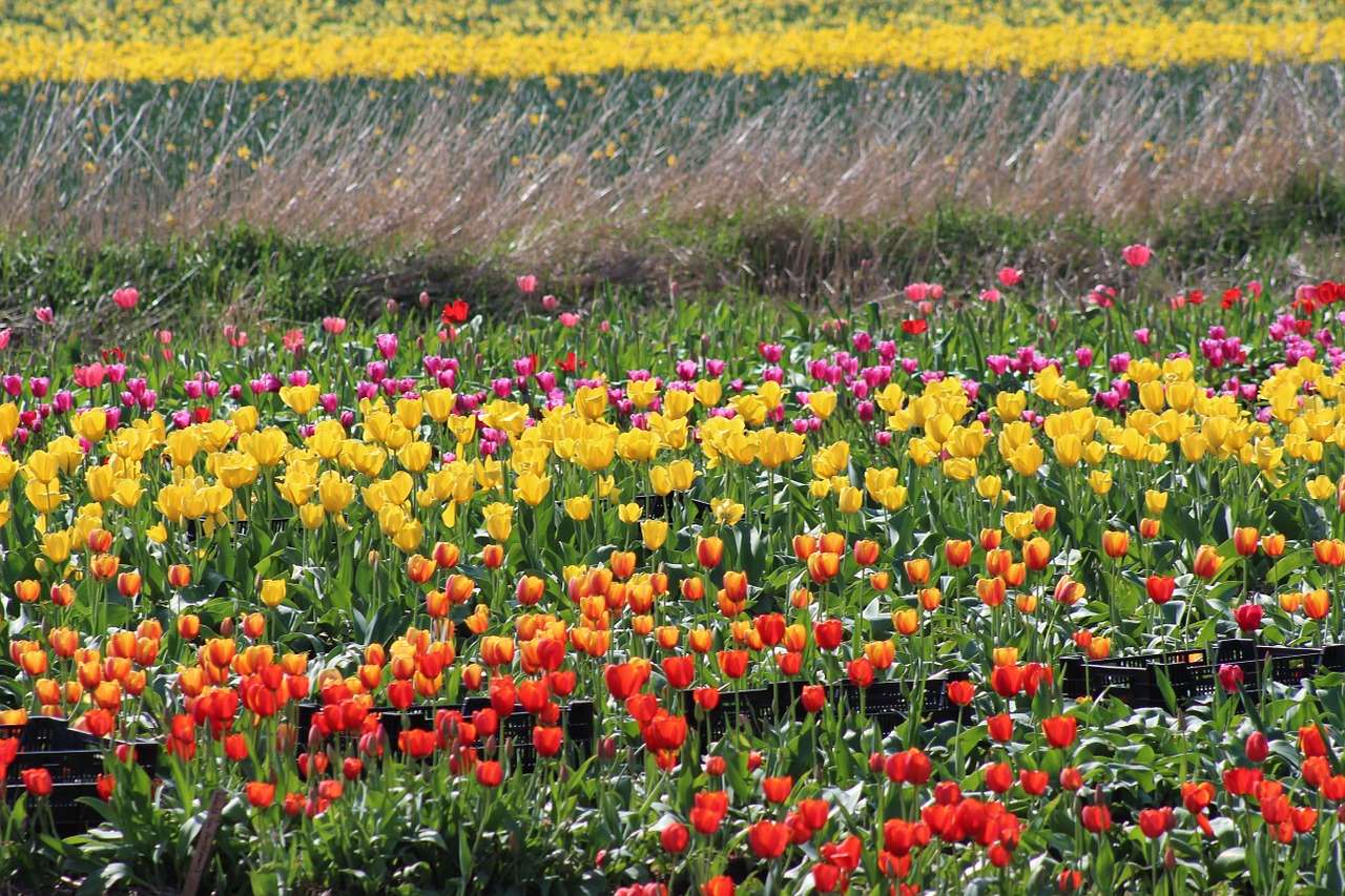 tulips farm spring free photo