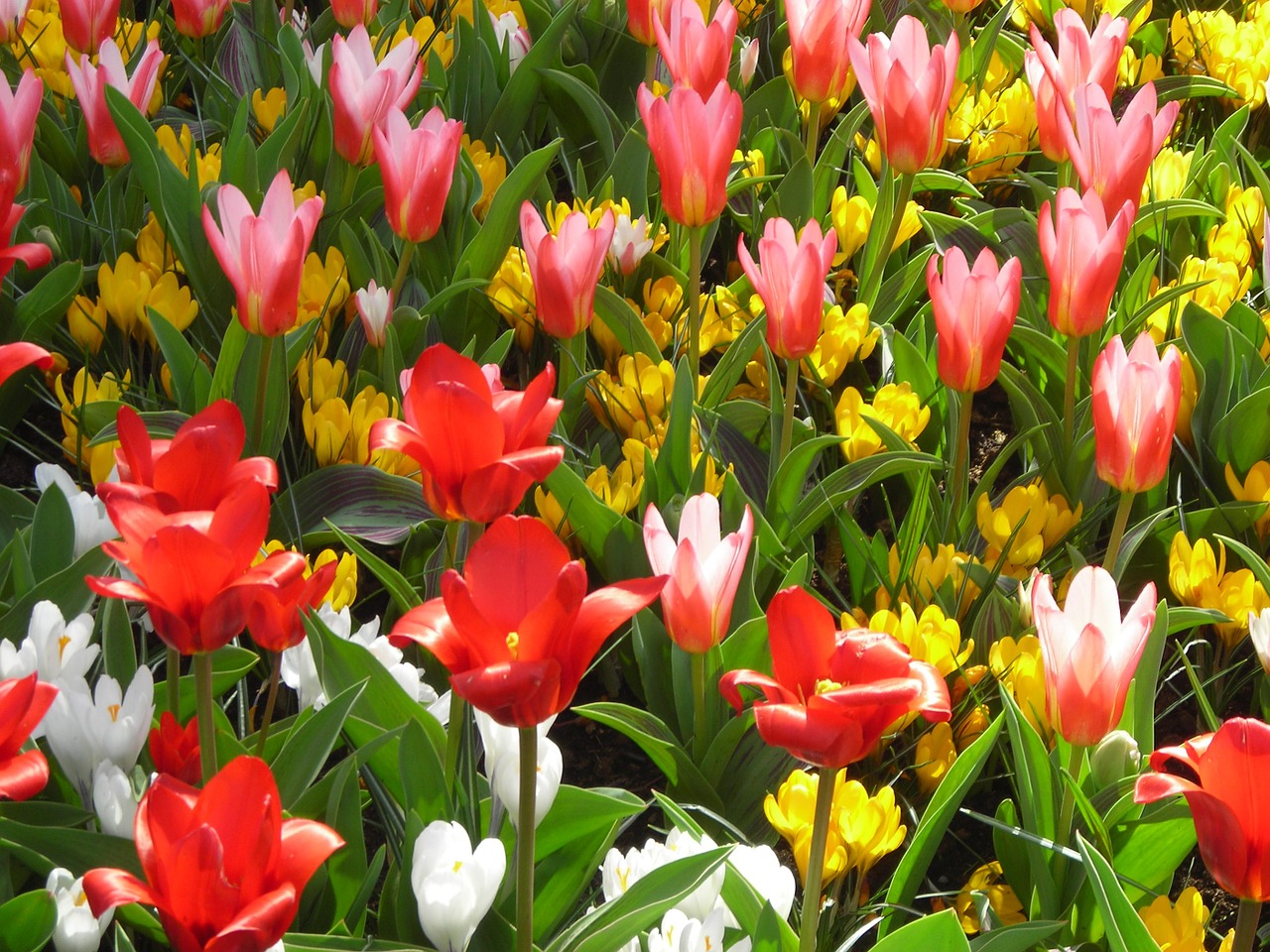 tulips crocus flowers free photo