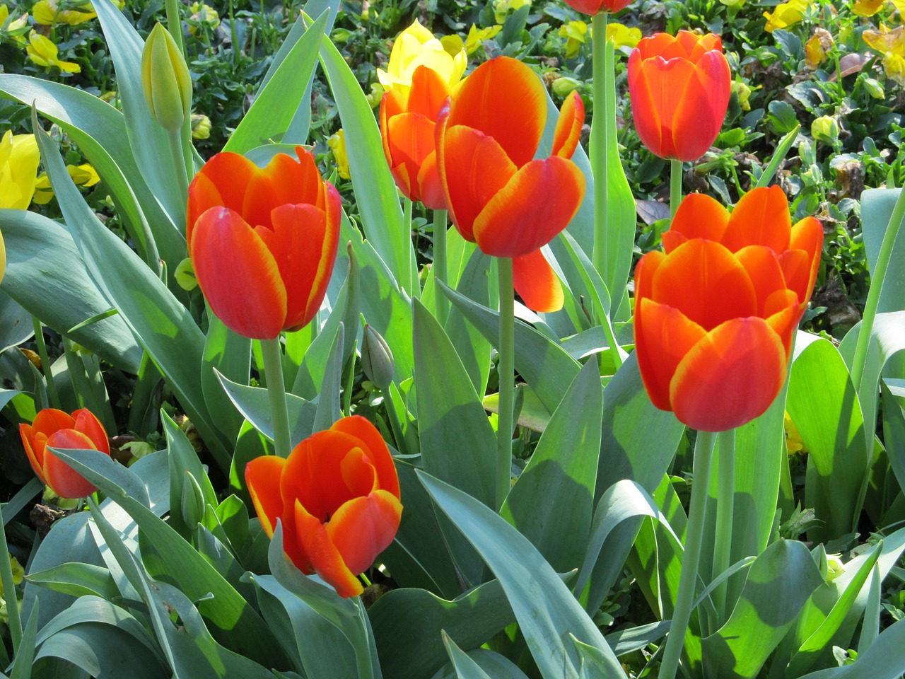 tulips flowers macro free photo