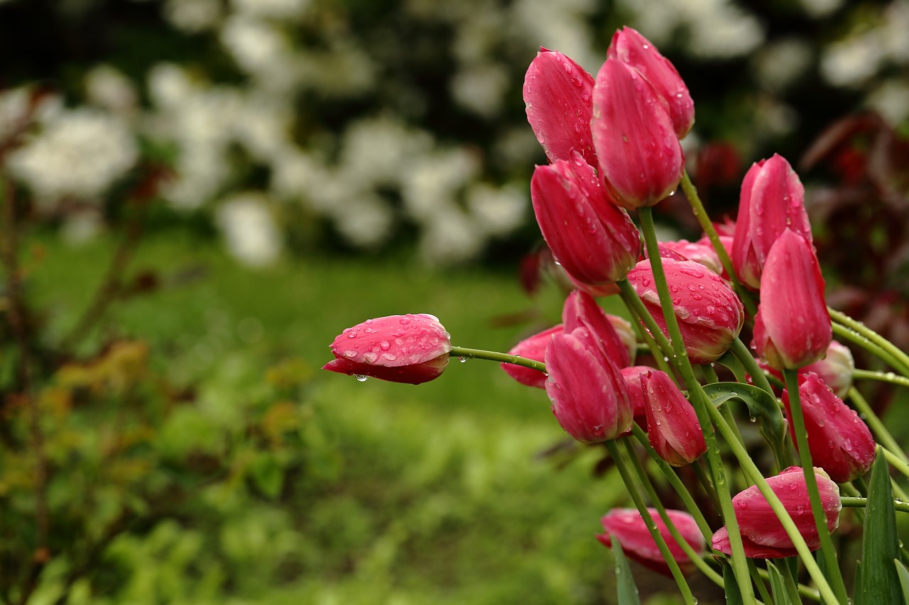 tulips garden flowers free photo