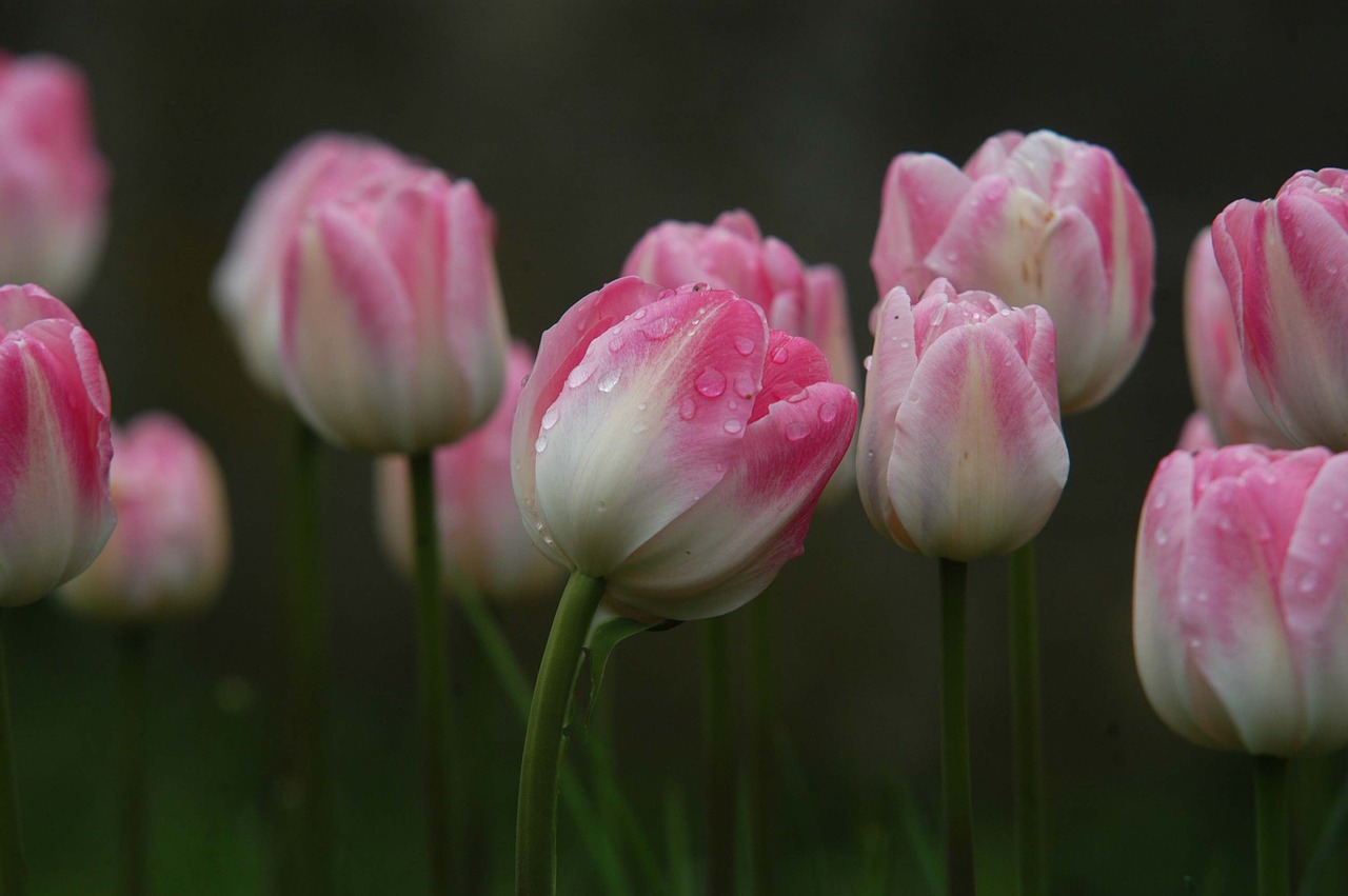 tulips with raindrop free photo