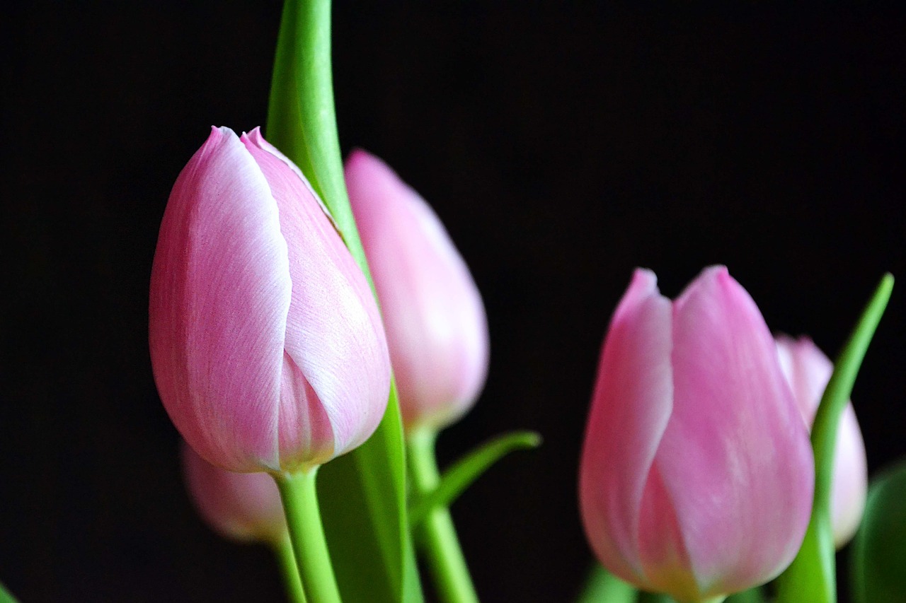 tulips pink spring free photo