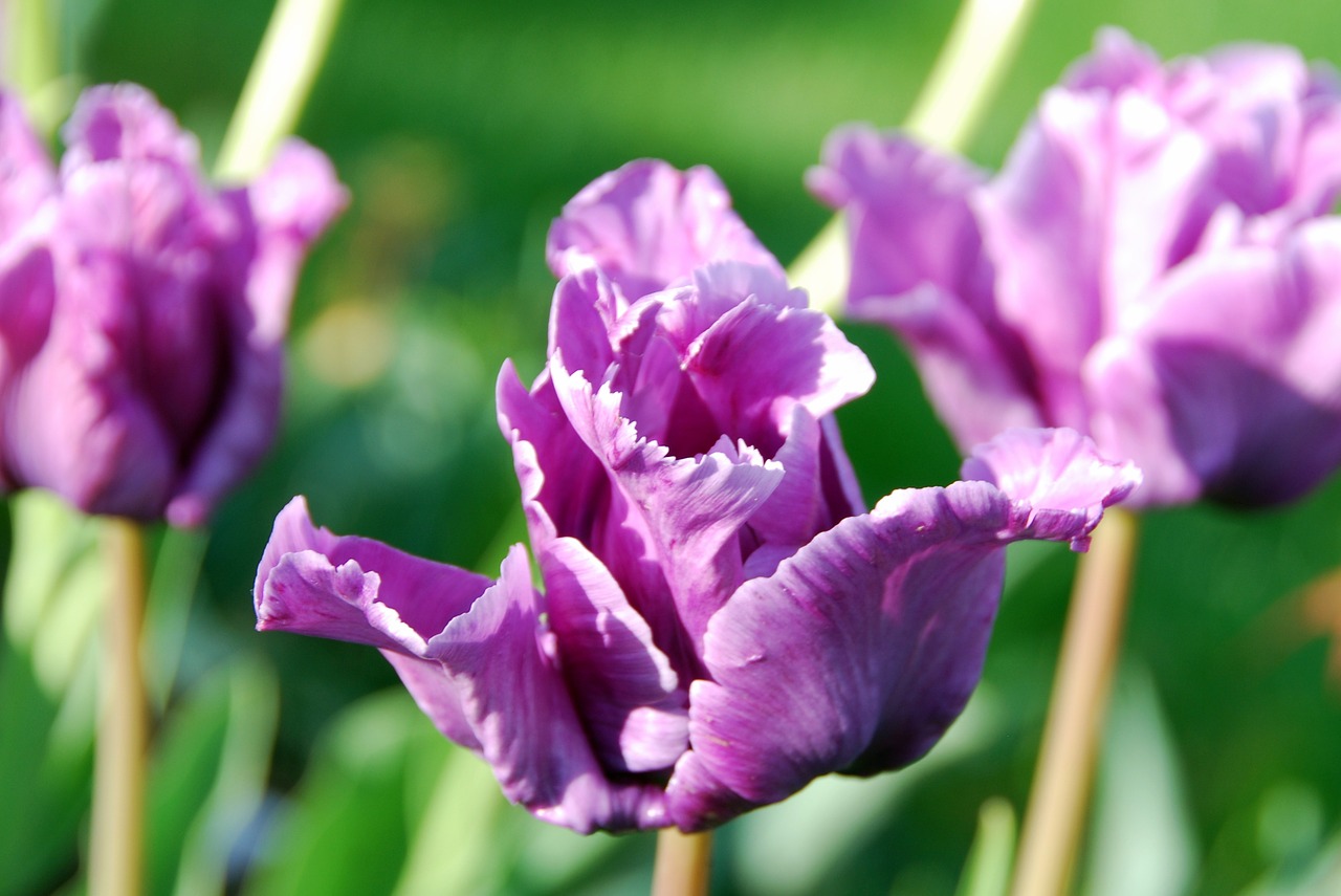 tulips purple flower free photo