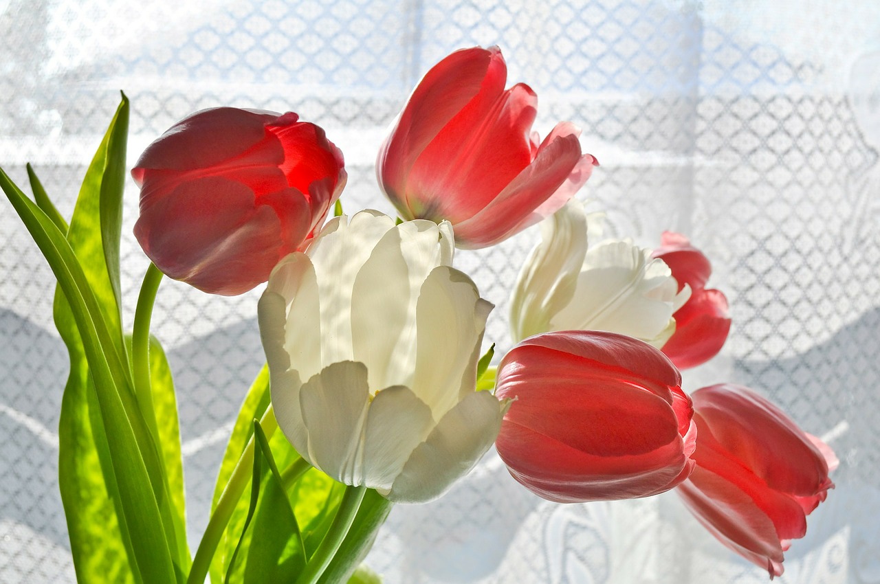 tulips floral plant free photo